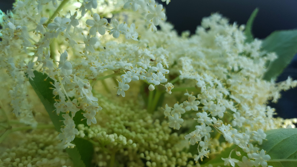 Elderflower Close up  Tennessee's largest Apothecary
