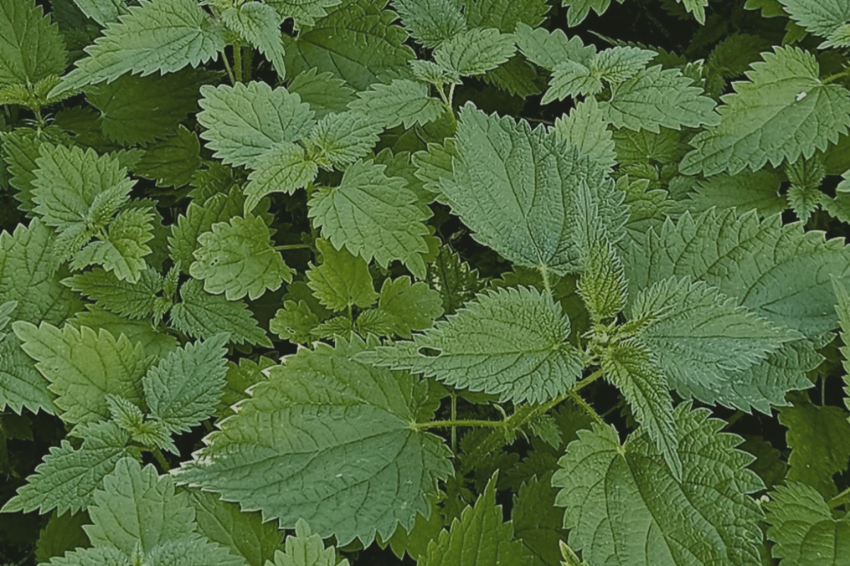 Stinging nettle (Urtica dioica) Herb Patch Tennessee Apothecary