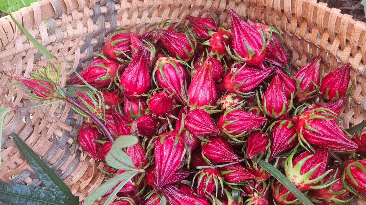 Hibiscus calyx harvest Synergy Herbal Works Farm