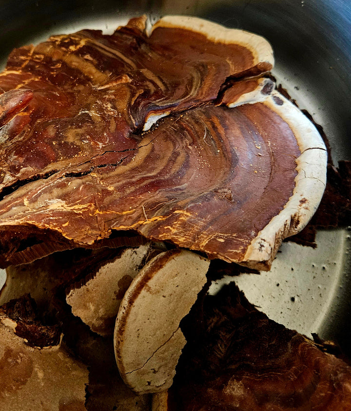 Reishi Mushroom Slices 1 oz