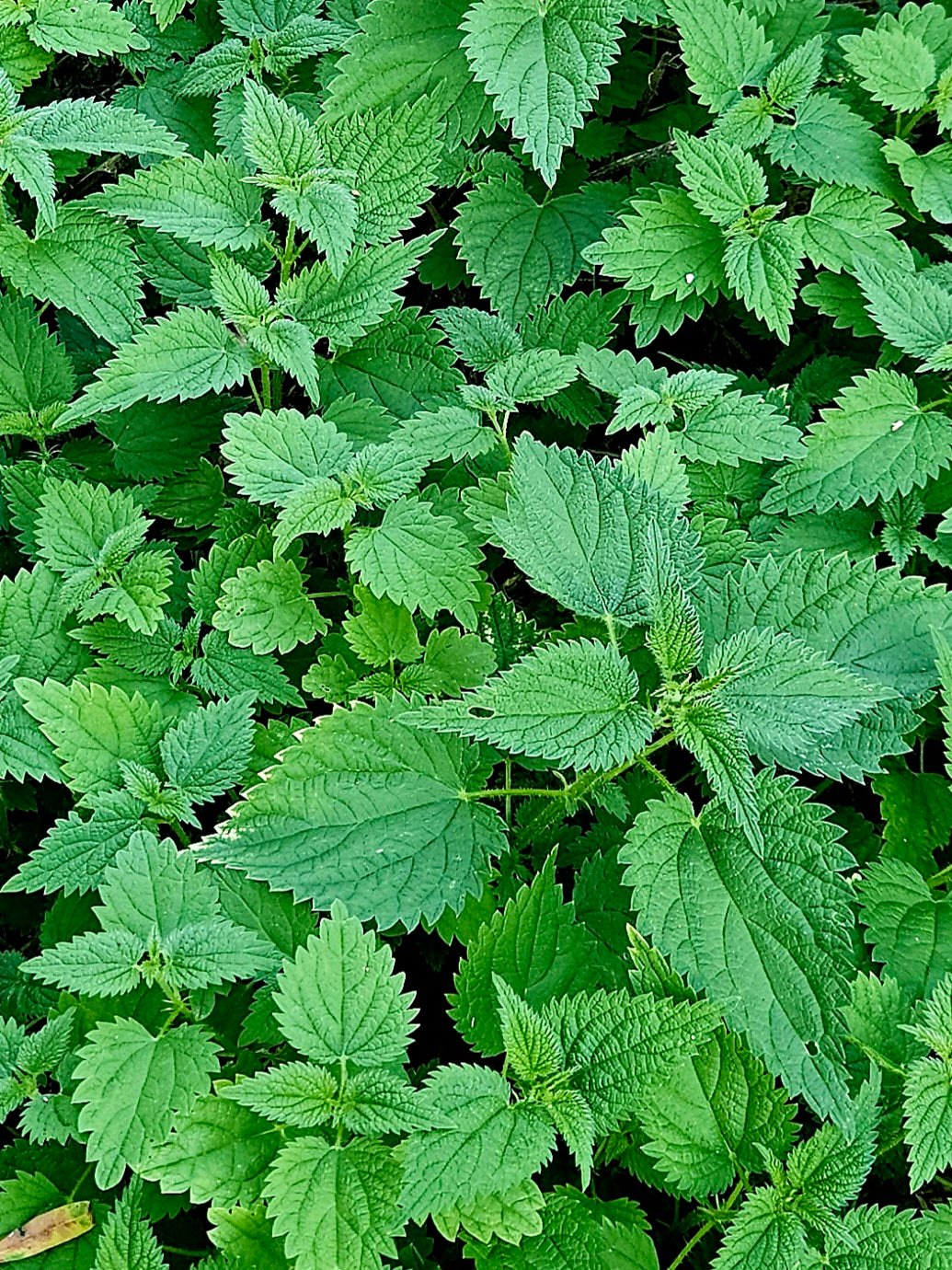 Nettle Leaf 1 oz.
