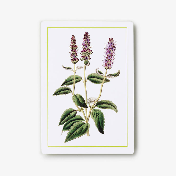 Nybg 100 Herb ID Flashcards