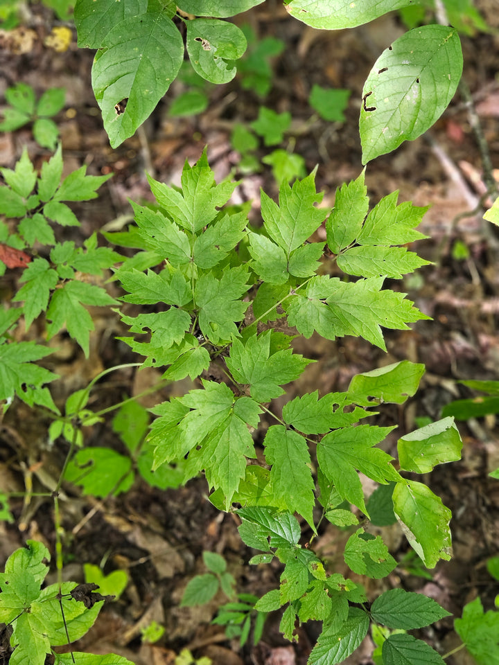 Black Cohosh Root 1 oz.
