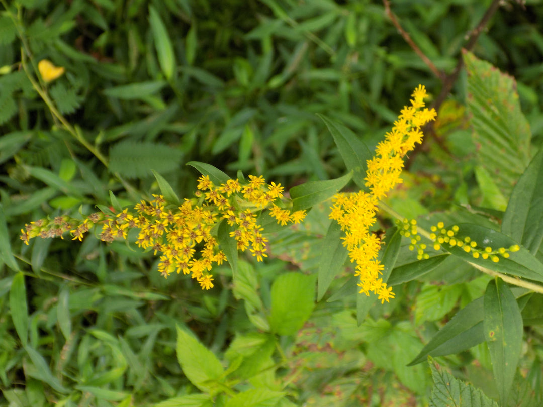Goldenrod 1 oz