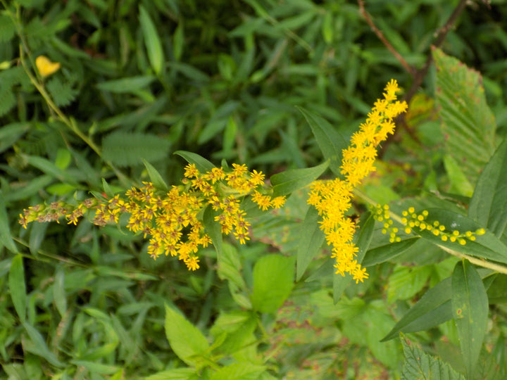Goldenrod 1 oz