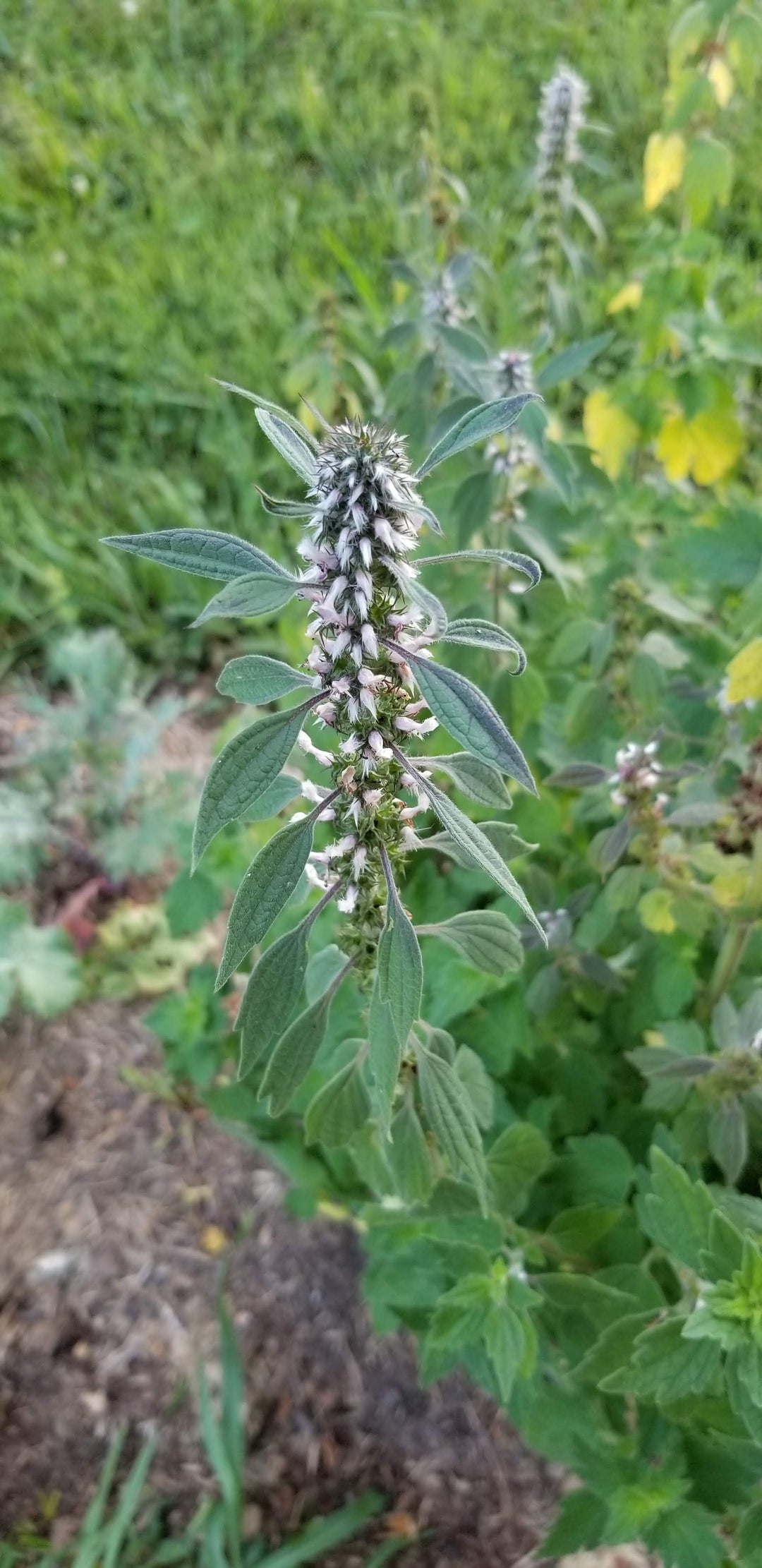 Motherwort 1 oz