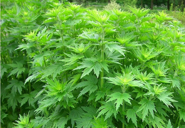 Motherwort 1 oz