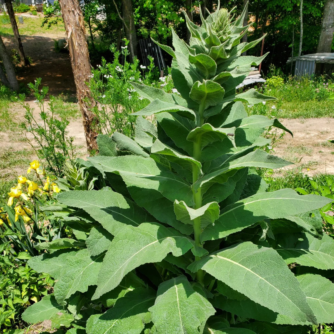 Mullein Leaf 1 oz