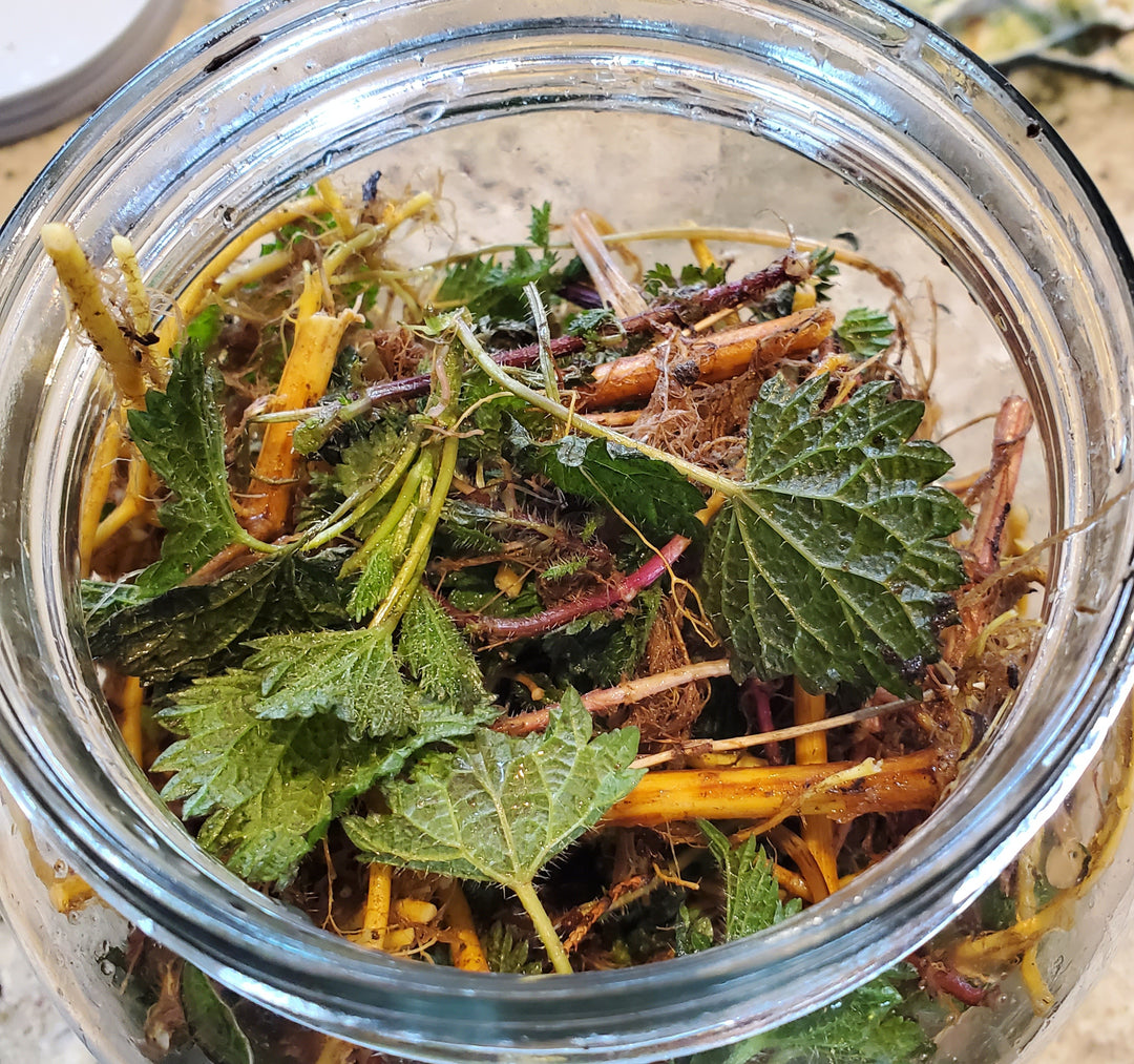 Nettle Root 1 oz