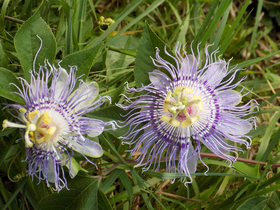 Passionflower 1oz