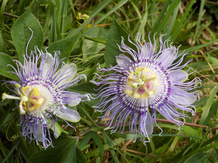 Passionflower 1oz