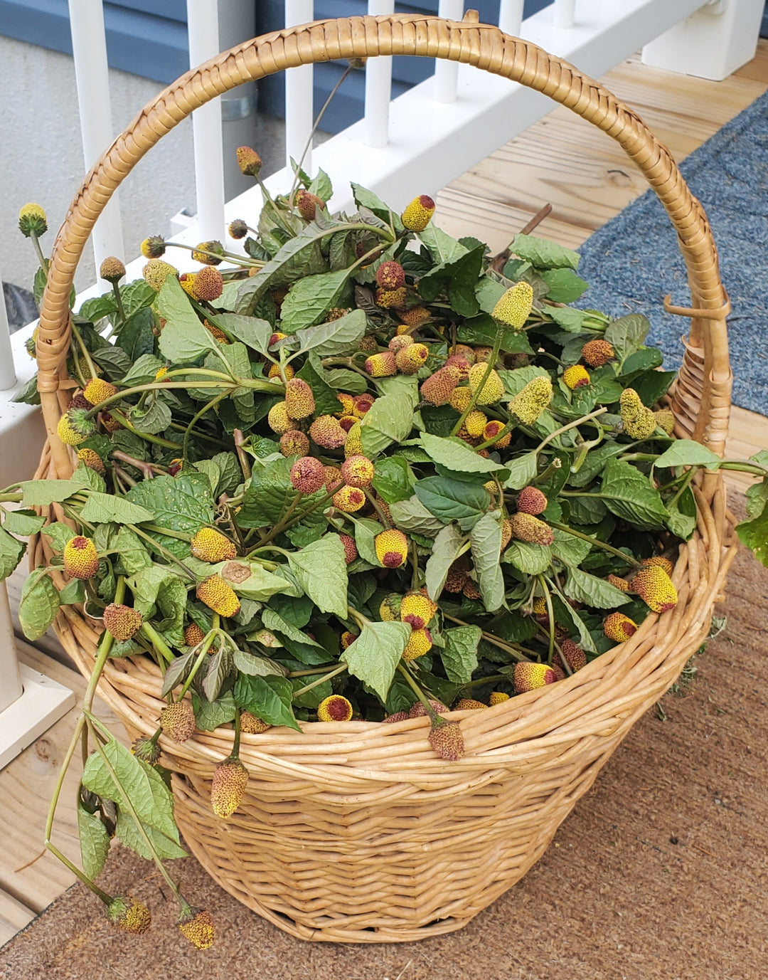 Spilanthes 1 oz