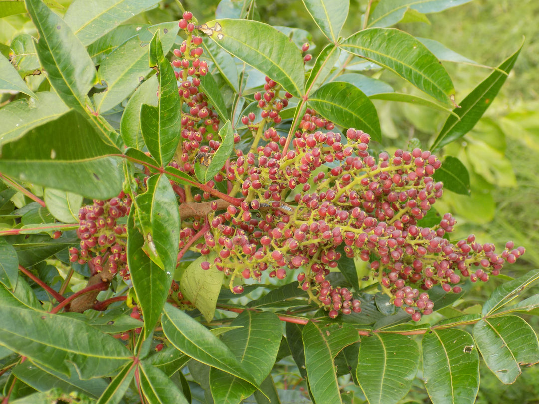 Sumac Berries 1 oz