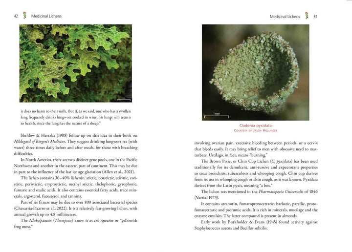 Medicinal Lichens by Robert Dale Rogers