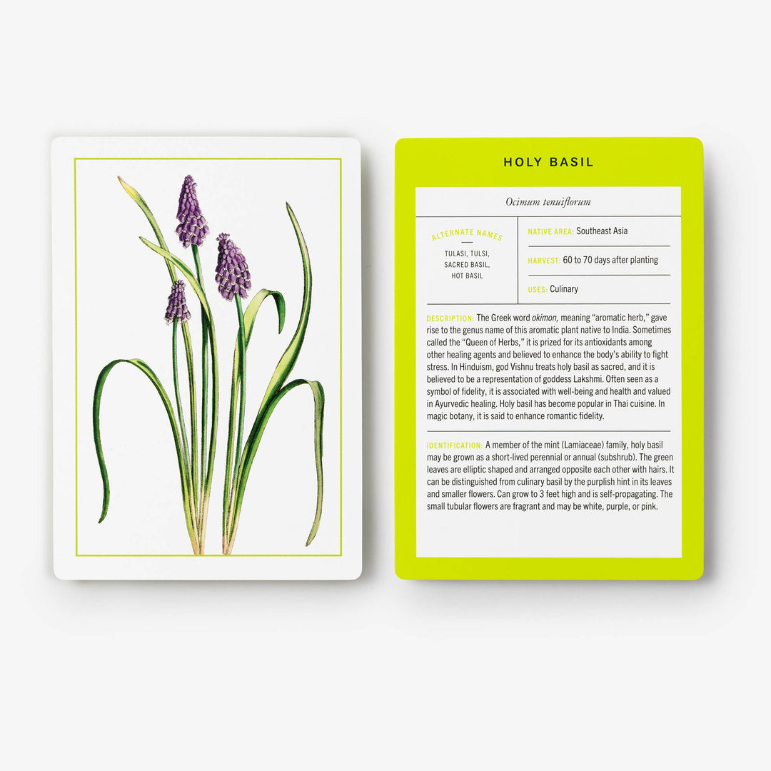 Nybg 100 Herb ID Flashcards