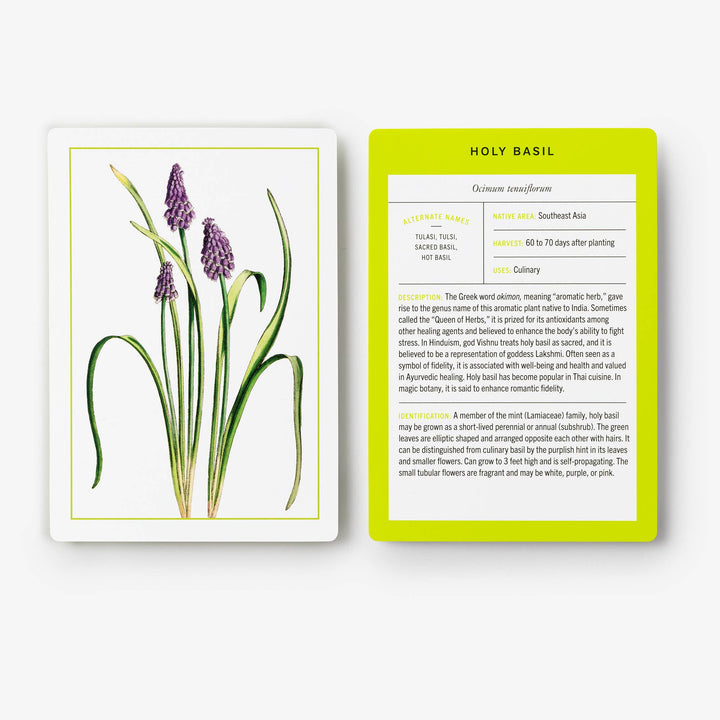 Nybg 100 Herb ID Flashcards